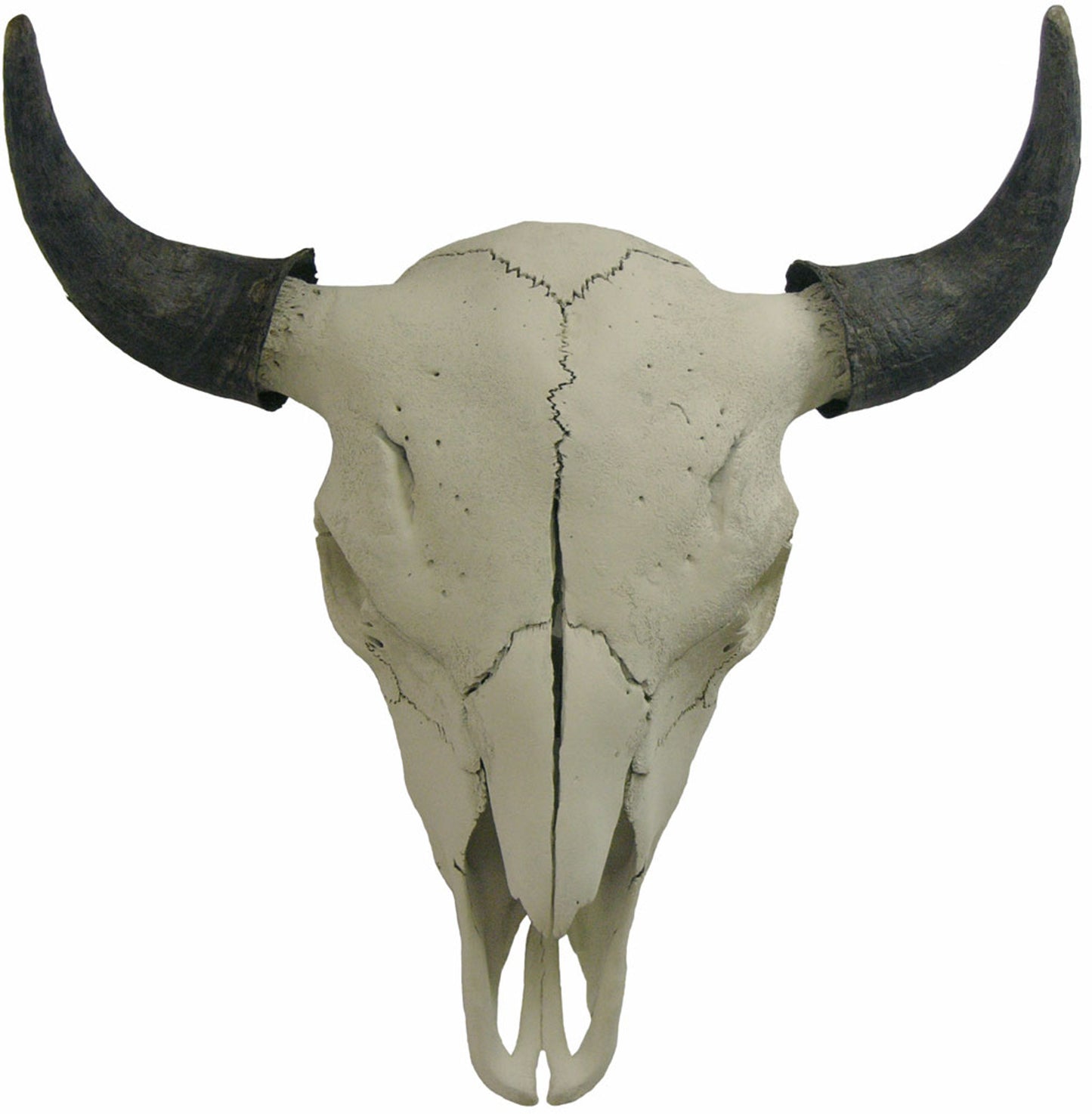 Genuine Bison Skull